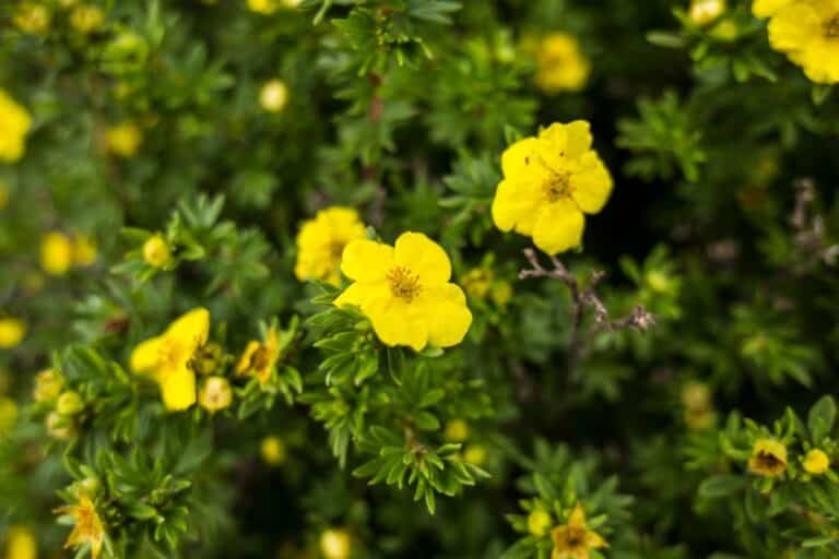 plante robuste et florifère