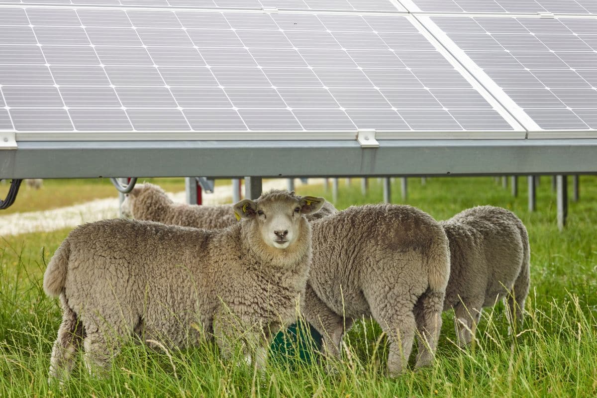 l’agrivoltaïque