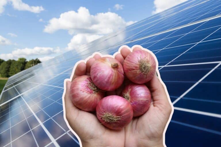 panneaux solaires associant oignon rouge