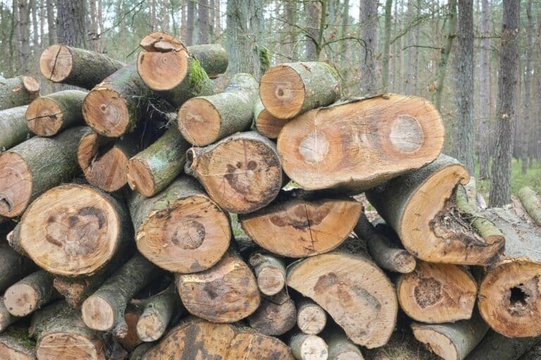 amende coupent bois forêt pour chauffer maison